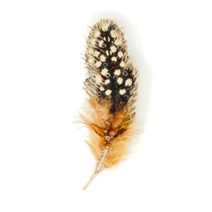 Guinea Feather Brooch - TROVELORE